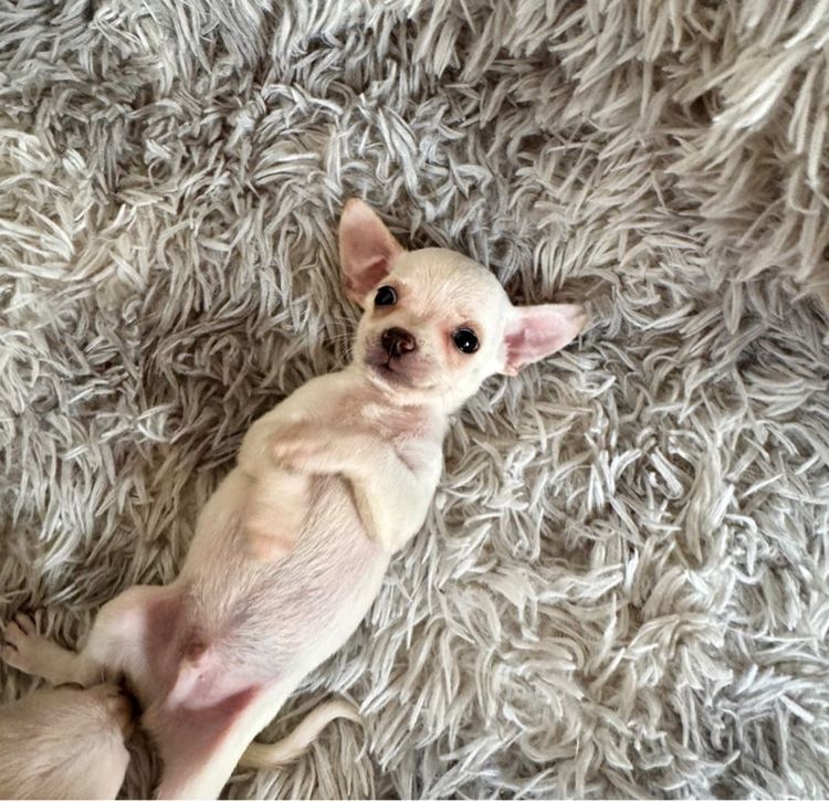 ชิวาวา (Chihuahua) เล็ก ลูกชิวาวาแท้พร้อมย้ายบ้าน