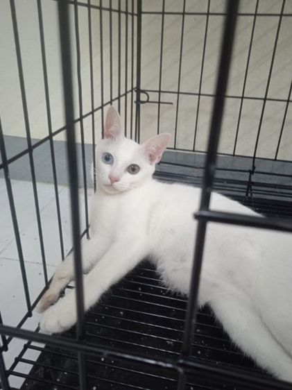 ขาวมณี (Khao Manee) จำหน่ายแมวขาวมณีตา2สีและสีสวาดสวยมาก