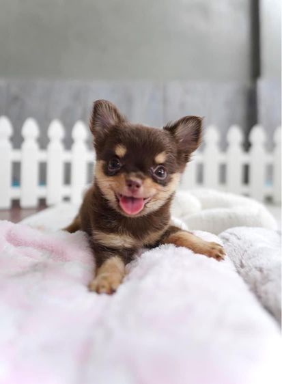 ชิวาวา (Chihuahua) เล็ก ลูกสาวสีชอคโกแลต วัคซีนแล้ว กทม รับประกันสุขภาพ