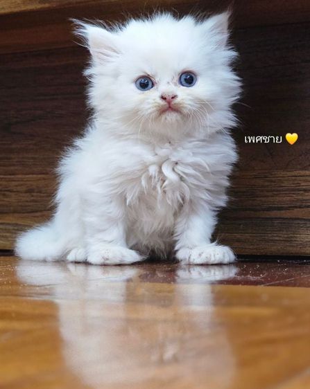 น้องแมวเปอเซีย สีขาว สีเทา สีน้ำตาลทับบี้