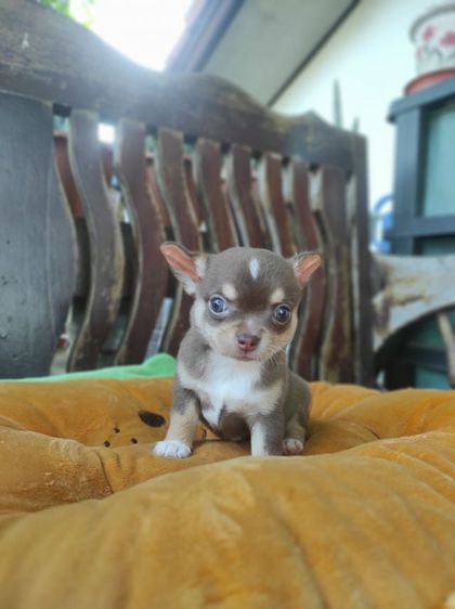 ชิวาวา (Chihuahua) เล็ก ชิวาวา ขนสั้น เมีย