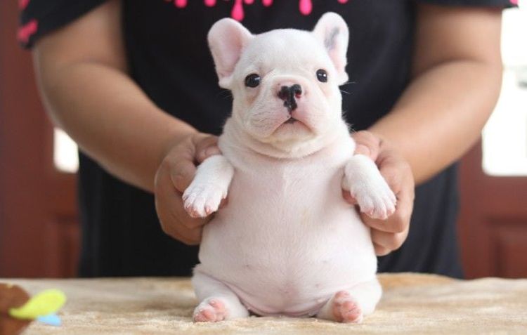เฟรนบลูด็อก (French bulldog) เล็ก เฟรนบลูด๊อกเพศเมียล้วน8000-15000