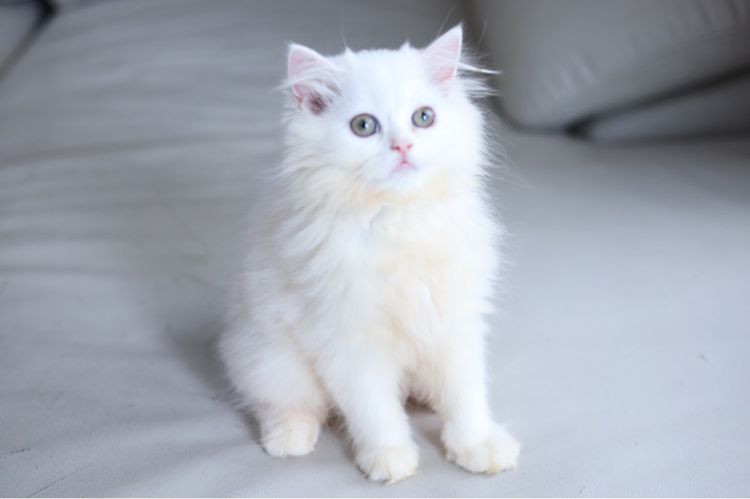 ขายแมวเปอร์เซียสีขาว