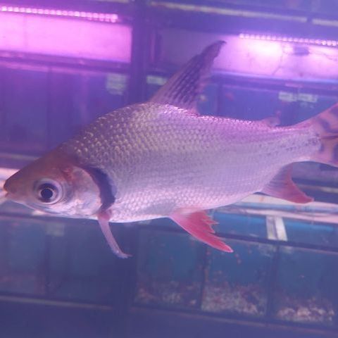 ปลาอินซีเนตหางแดง