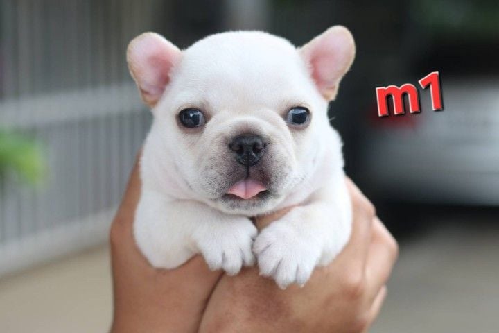 เฟรนบลูด็อก (French bulldog) เล็ก ลูกสุนัขเฟรนช์บลูด็อกแท้