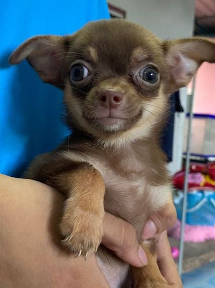 ชิวาวา (Chihuahua) เล็ก ชิวาวาแท้