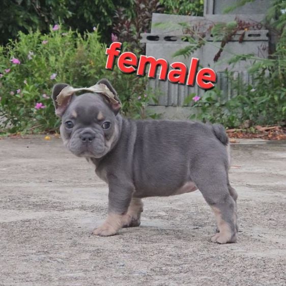 เฟรนบลูด็อก (French bulldog) เล็ก ลูกสุนัขสีพิเศษบลูแทน