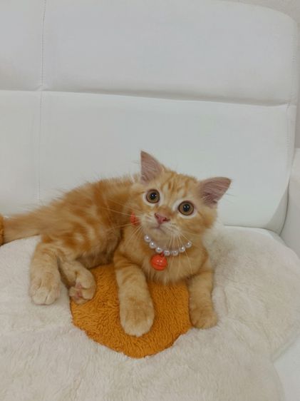 มันช์กิ้น (Munchkin) ขายลูกแมวมั้นช์กิ้นผสมเปอร์เซีย สีส้ม ตัวอ้วนกลม หน้าตาน่ารักมาก