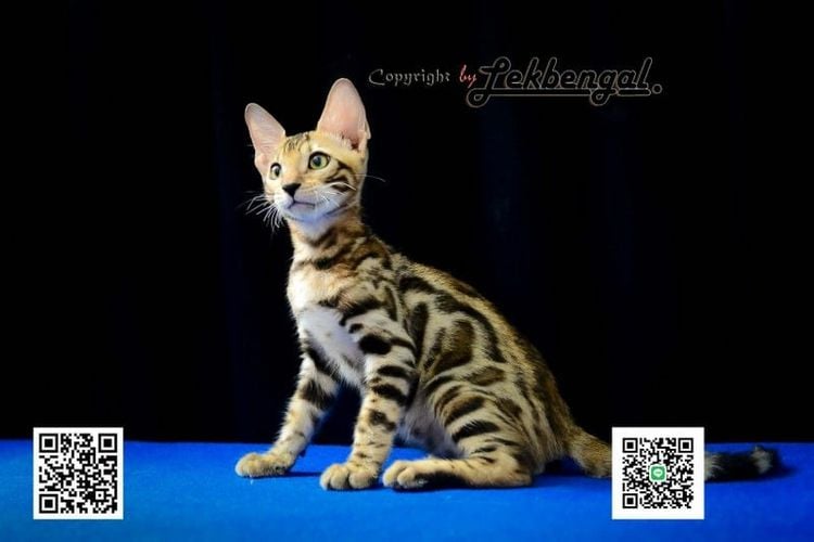 เบงกอล (Bengal House Cat) ขายลูกแมวเบงกอลเพศผู้ราคาพิเศษ อายุ 2 เดือน มี 2 สีให้เลือกลาย Spotted Rosetted วัคซีนแล้ว 