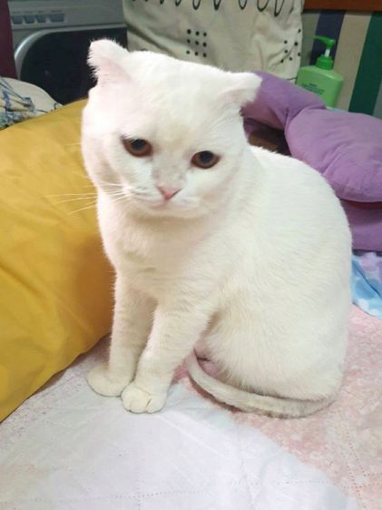 พ่อพันธ์แมวสก็อตทิส สีขาว รูปที่ 2