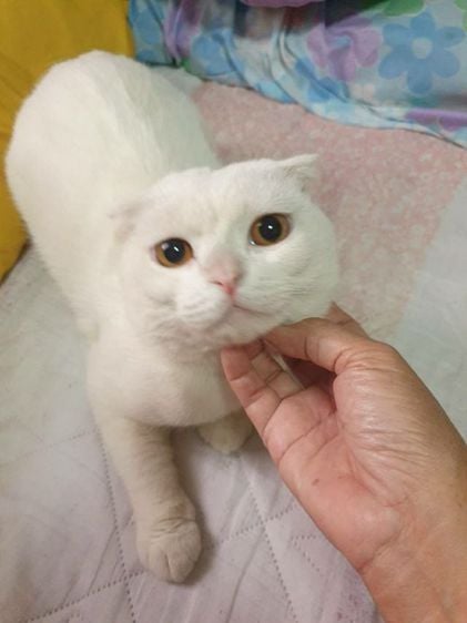 สก็อตติช โฟลด์ (Scottish Fold) พ่อพันธ์แมวสก็อตทิส สีขาว