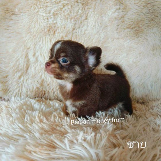 ชิวาวา (Chihuahua) เล็ก ชิวาวาขนยาวสีช็อค เพศชาย ไชค์จิ๋วจิ๋ว