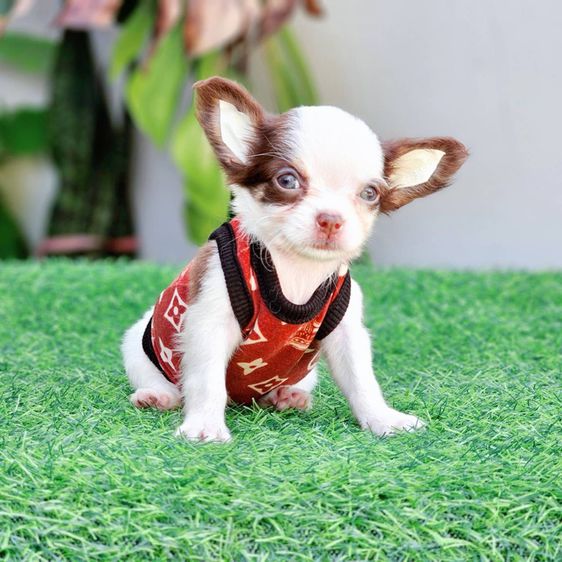 ชิวาวา (Chihuahua) เล็ก น้องช็อคกี้ ชิวาวาขนยาวสีช็อค หนุ่มหล่อตัวจิ๋ว