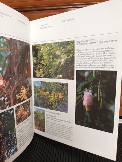 หนังสือ พรรณไม้ในสวนหลวง ร.9 รูปที่ 4