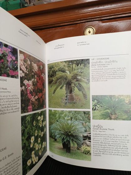 หนังสือ พรรณไม้ในสวนหลวง ร.9 รูปที่ 6