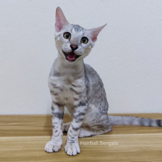 เบงกอล (Bengal House Cat) เบงกอลแท้(ผู้) ออกใบTICA 