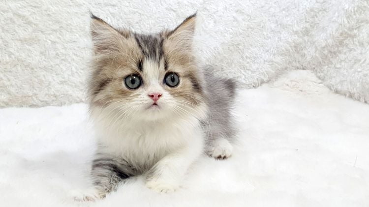 เปอร์เซีย (Persian) No.1 ลูกแมวเปอร์เซีย สีไวท์แอนด์แท็บบี้  เพศผู้ 2 เดือน
