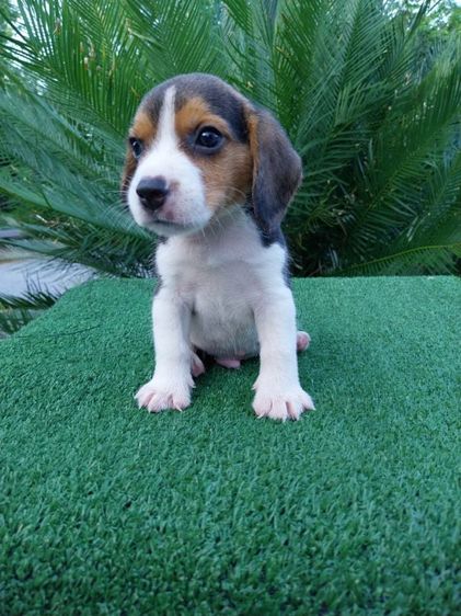 บีเกิล (Beagle) กลาง หมาหมา