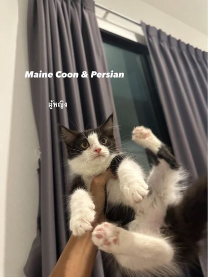 เมนคูน (Main Coon) น้องแมว สายพันธ์แมนคูนผสมเปอร์เซีย 