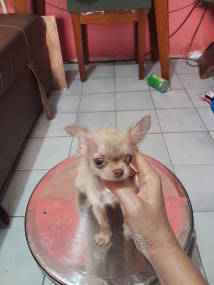 ชิวาวา (Chihuahua) เล็ก ชิวาวาขนยาวเพศชายตอนนี้น้องกำลังผลัดขนอายุสองเดือนกินอาหารเมล็ดเน้นมารับเองที่บ้านเท่านั้น