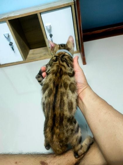 เบงกอล (Bengal House Cat) ประกาศขายน้องแมว