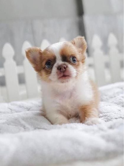 ชิวาวา (Chihuahua) เล็ก ชิวาวาสีทองน่ารัก วัคซีนแล้ว กทม รับประกันสุขภาพค่ะ