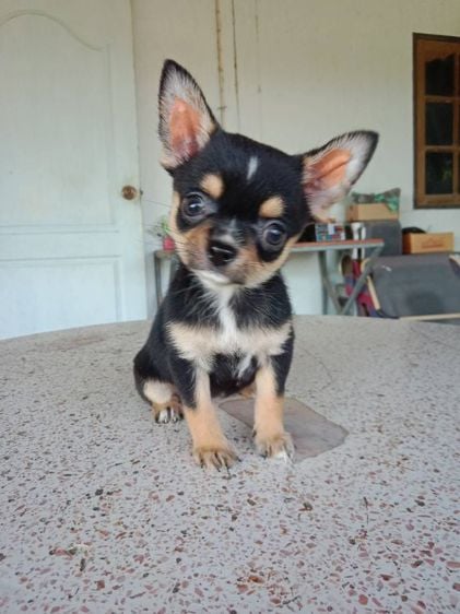 ชิวาวา (Chihuahua) เล็ก ชิวาว่า ขนสั้น