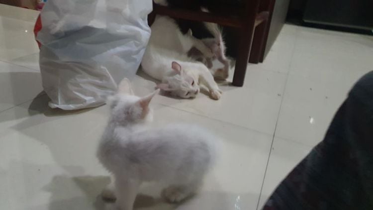 ขาวมณี (Khao Manee) หาบ้าน ลูกแมวขาวมณี ตาสีเหลือง  เกิด22เดือน3 พ่อแม่ขาวมณี ตาสองสี ซื้อจากฟาร์ม หาบ้านแบ่งไปช่วยเลี้ยงค่ะ มีผช ผญ อย่างละตัว