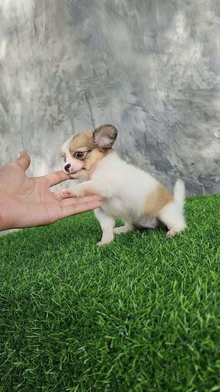 ชิวาวา (Chihuahua) เล็ก ชิวาวา ขนยาว เพศเมีย พร้อมย้านบ้าน