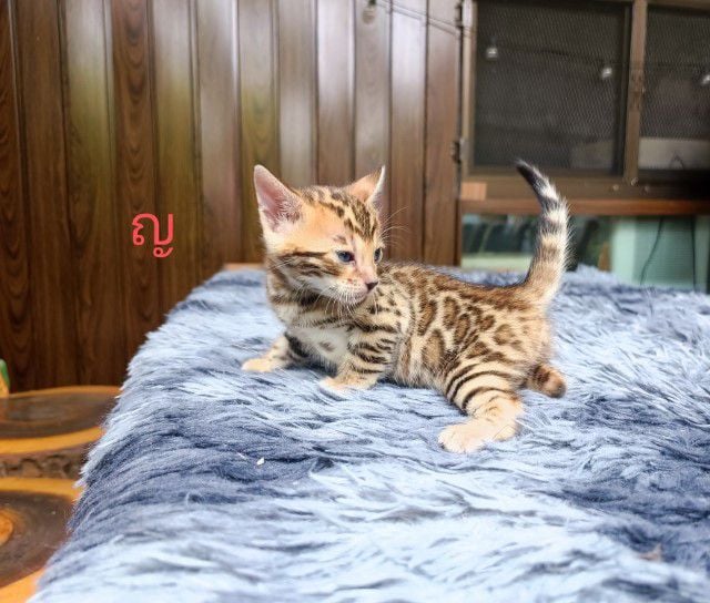 เบงกอล (Bengal House Cat) แมวเบงกอล สี Brown