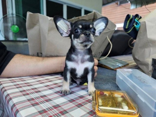 ชิวาวา (Chihuahua) ชิวาวาเพศชายไซส์เล็ก
