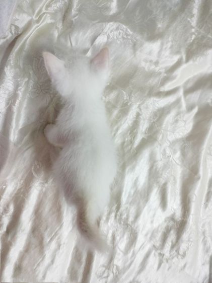สก็อตติช โฟลด์ (Scottish Fold) ลูกแมวสีขาวพันธุ์ผสมสก็อตติชสเตรทช็อตแฮร์