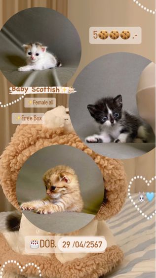 สก็อตติช โฟลด์ (Scottish Fold) แมวสก็อตติช พร้อมย้าย