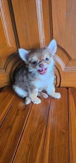 ชิวาวา (Chihuahua) ขายลูกสุนัขชิวาวาเพศเมียไซส์เล็ก สุขภาพแข็งแรงเล่นเก่ง โทร.0814248297
