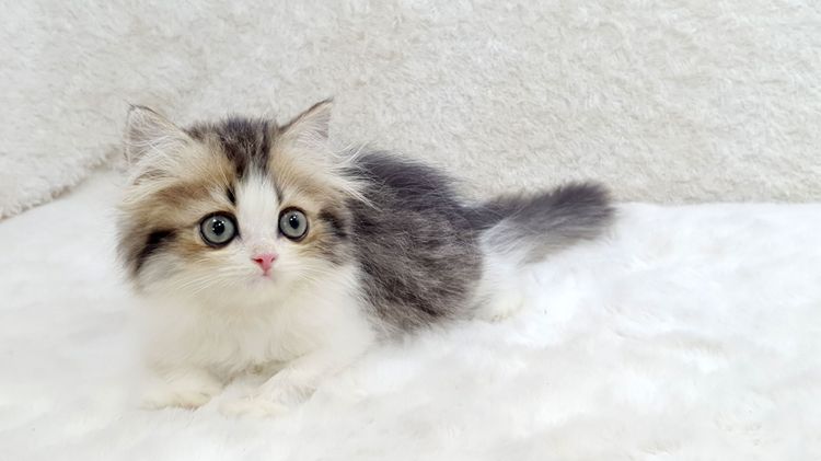 เปอร์เซีย (Persian) No.2 ลูกแมวเปอร์เซีย สีไวท์แอนด์แท็บบี้ เพศเมีย 2 เดือน