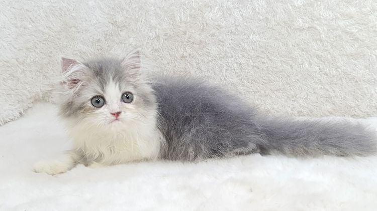 เปอร์เซีย (Persian) No.3 ลูกแมวเปอร์เซีย สีขาวเทา เพศเมีย​ 2 เดือน
