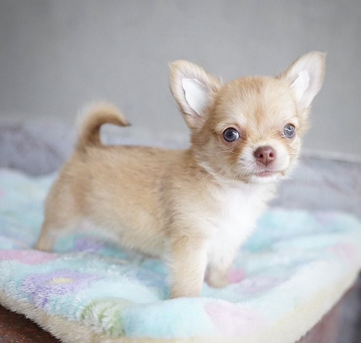 ชิวาวา (Chihuahua) เล็ก ชิวาวาสีทองอ่อน ตาสวย กทม รับประกันสุขภาพค่ะ