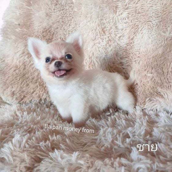 ชิวาวา (Chihuahua) เล็ก ชิวาวาขนยาว สีขาว
