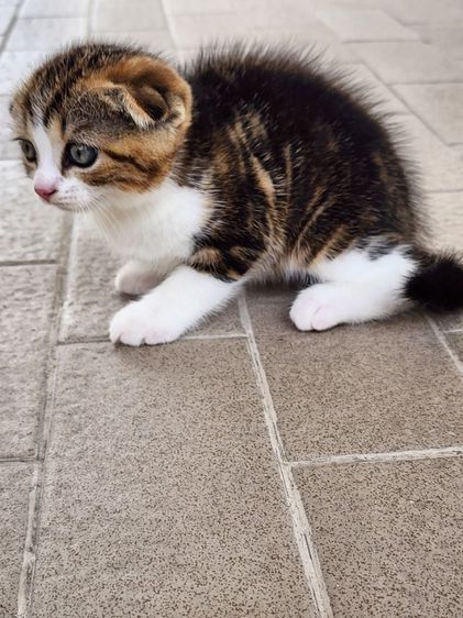 สก็อตติช โฟลด์ (Scottish Fold) ลูกแมว สกอตติช โฟลด์