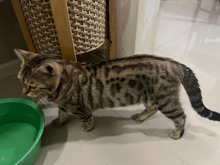เบงกอล (Bengal House Cat) แมวเบงกอล หาบ้าน