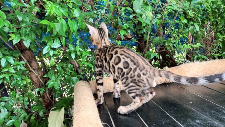 เบงกอล (Bengal House Cat) แมวเบงกอล เพศผู้
