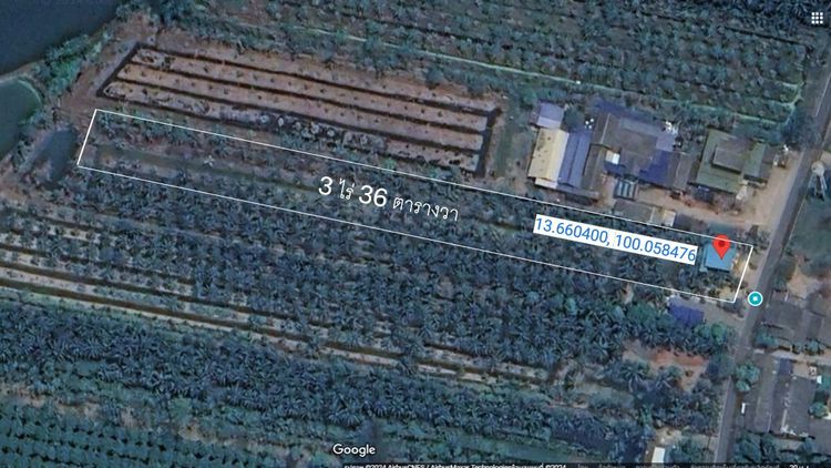 ขายที่ดินสวนมะพร้าวบ้านแพ้ว  ขนาดที่ดิน 3 ไร่ 36 ตารางวา  ตำแหน่งที่ดิน จังหวัดราชบุรี, อำเภอบางแพ ตำบลดอนคา ลักษณะที่ดิน รูปที่ 4