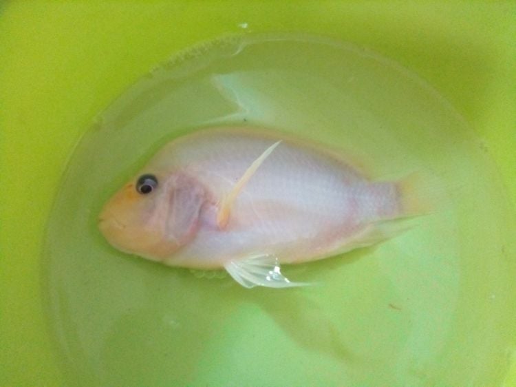 ปลาเรดเดวิล (สีขาวกับสีส้ม  6 นิ้ว) 2 ตัว  500 บาท