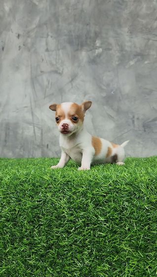 ชิวาวา (Chihuahua) เล็ก ชิวาวา ขนสั้น เพศผู้ พร้อมย้ายบ้าน
