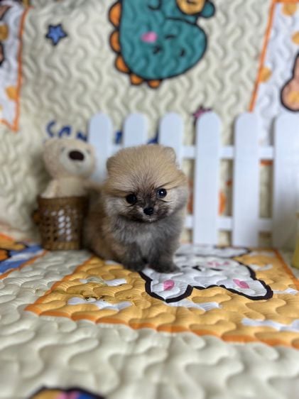 ปอมเมอเรเนียน (Pomeranian) เล็ก ปอมเมอเรเนียนจิ๋ว