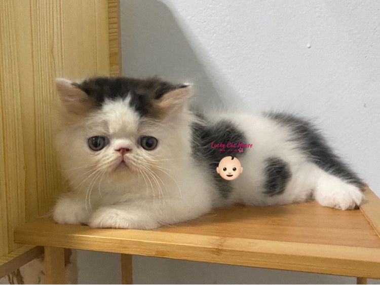 เปอร์เซีย (Persian) น้องแมวเปอเซียหน้าบี้