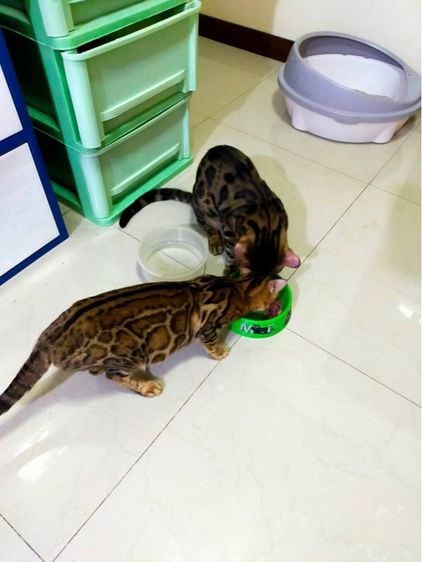 เบงกอล (Bengal House Cat) ลูกแมวเบงกอลแท้