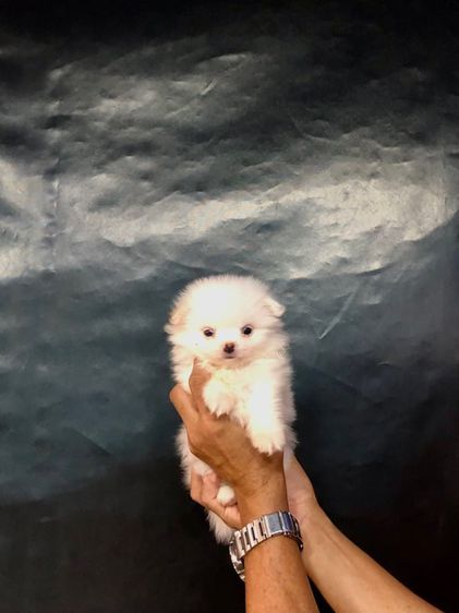 ปอมเมอเรเนียน (Pomeranian) เล็ก ขายลูกสุนัขปอม