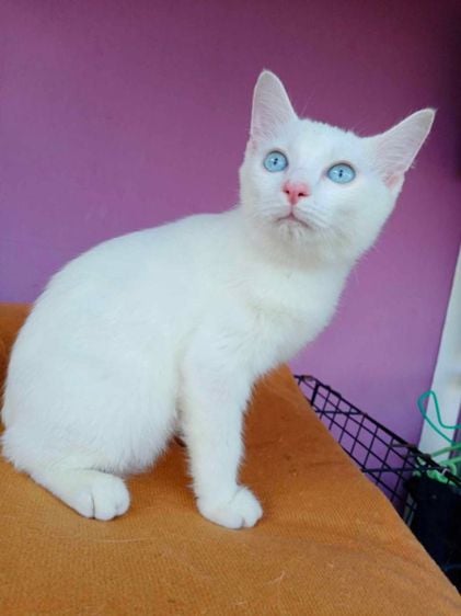 ขาวมณี (Khao Manee) ลูกแมวขาวมณีเปอรฺ์เซีย