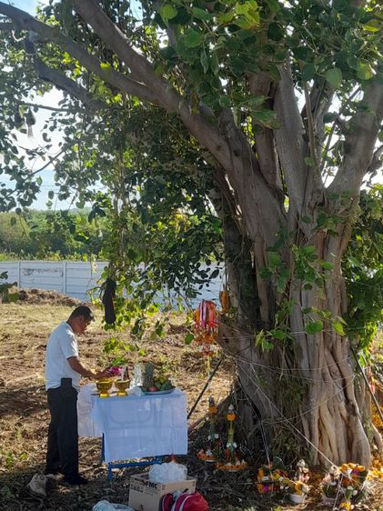 ตัดต้นโพธิ์ ต้นไทรใหญ่ ตัดทิ้ง ตัดแต่ง ขุดล้อมย้ายปลูกพร้อมทำพิธีก่อนตัด ย้าย รูปที่ 4